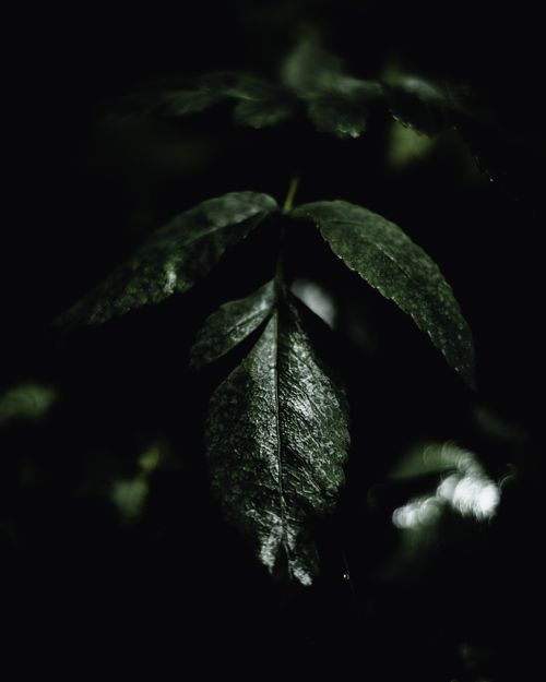 Free Close-up of dark green leaves in dim light, showcasing natural beauty and mystery. Stock Photo