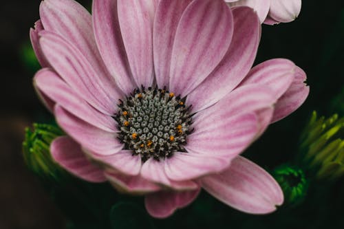 Darmowe zdjęcie z galerii z botaniczny, delikatny, kwiat