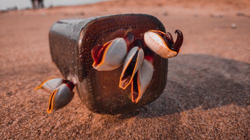 Foto profissional grátis de casca de noz, concha do mar, conchas do mar