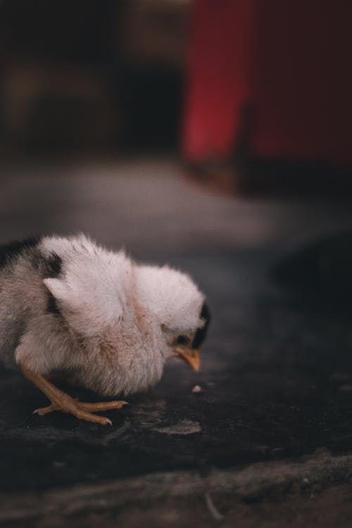 Foto profissional grátis de bebê, brownhen, filhotes