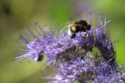 คลังภาพถ่ายฟรี ของ grwowing, ธรรมชาติ, ผึ้ง