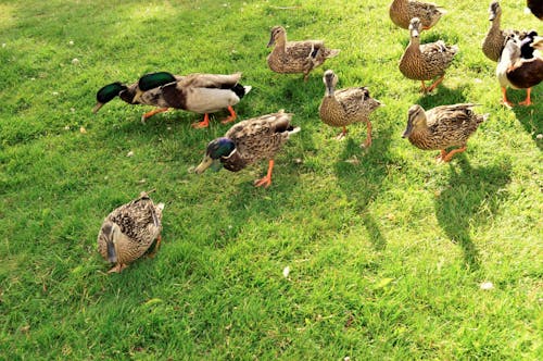 Free stock photo of ducks, family, grass
