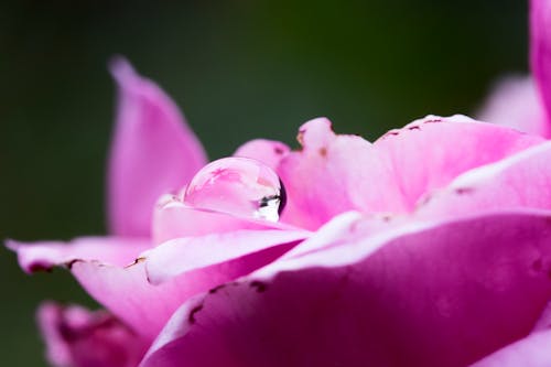 Kostenloses Stock Foto zu draußen, natur, natürliche schönheit