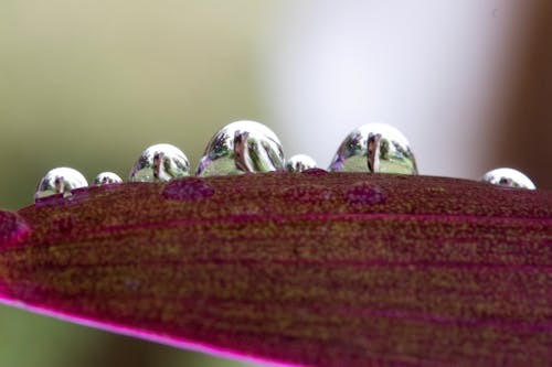 Kostenloses Stock Foto zu draußen, natur, natürliche schönheit