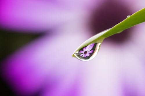 Water Dew on Green Leaf