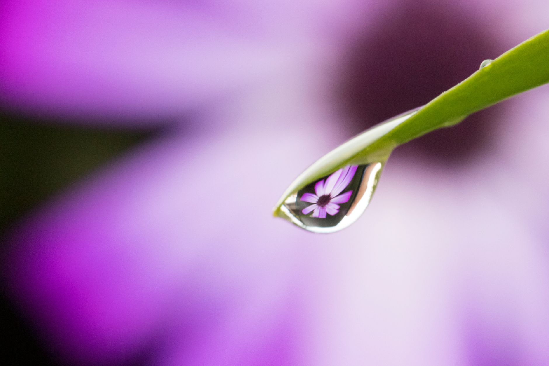 A close-up macro photograph of a water droplet on a leaf reflecting a purple flower, captured in a natural setting.. pexels,