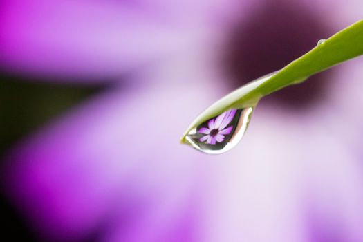 A close-up macro photograph of a water droplet on a leaf reflecting a purple flower, captured in a natural setting.. pexels,