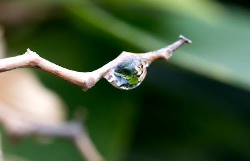 Kostenloses Stock Foto zu draußen, natur, natürliche schönheit