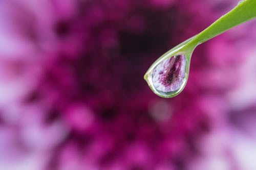 Kostenloses Stock Foto zu draußen, natur, natürliche schönheit