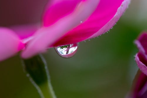 Kostenloses Stock Foto zu draußen, natur, natürliche schönheit