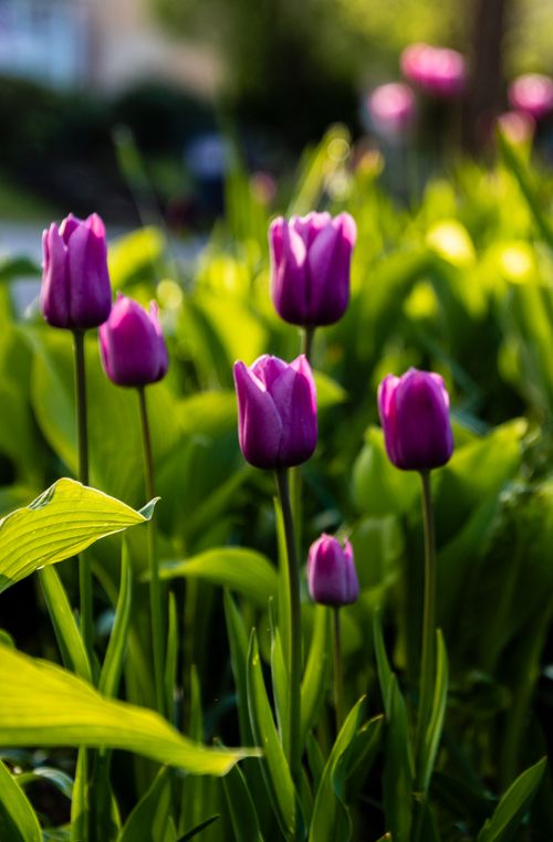 Free Beautiful purple tulips in full bloom surrounded by lush green leaves, capturing the essence of spring. Stock Photo