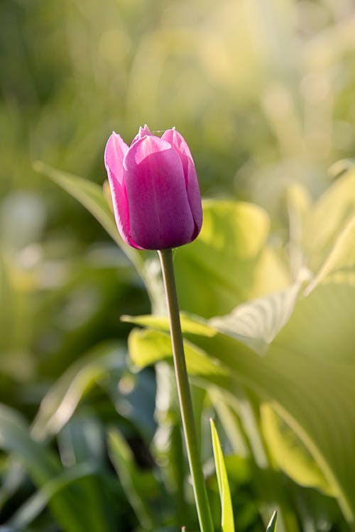 Close up of Tulip