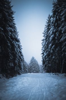 在阴沉的冬夜，森林的针叶树间，空寂的小路被白雪覆盖