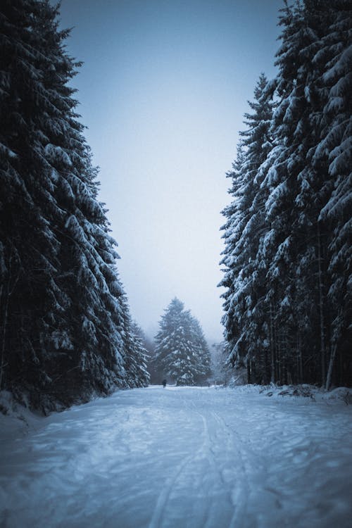 Empty road covered with snow amidst coniferous trees in forest in gloomy winter evening