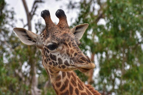 Free stock photo of animal, giraffe, nature