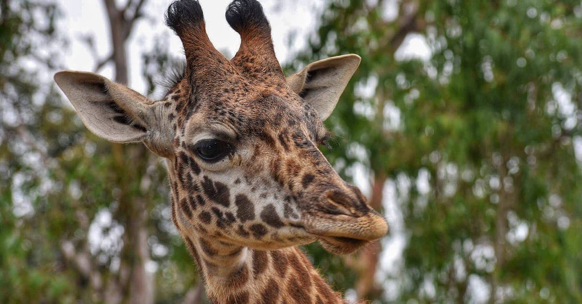 Free stock photo of animal, giraffe, nature