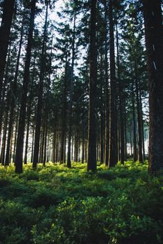 Picturesque scenery of tall pine trees growing on lush grassy ground in forest on sunny day