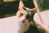 Brown Tabby Cat on White Table