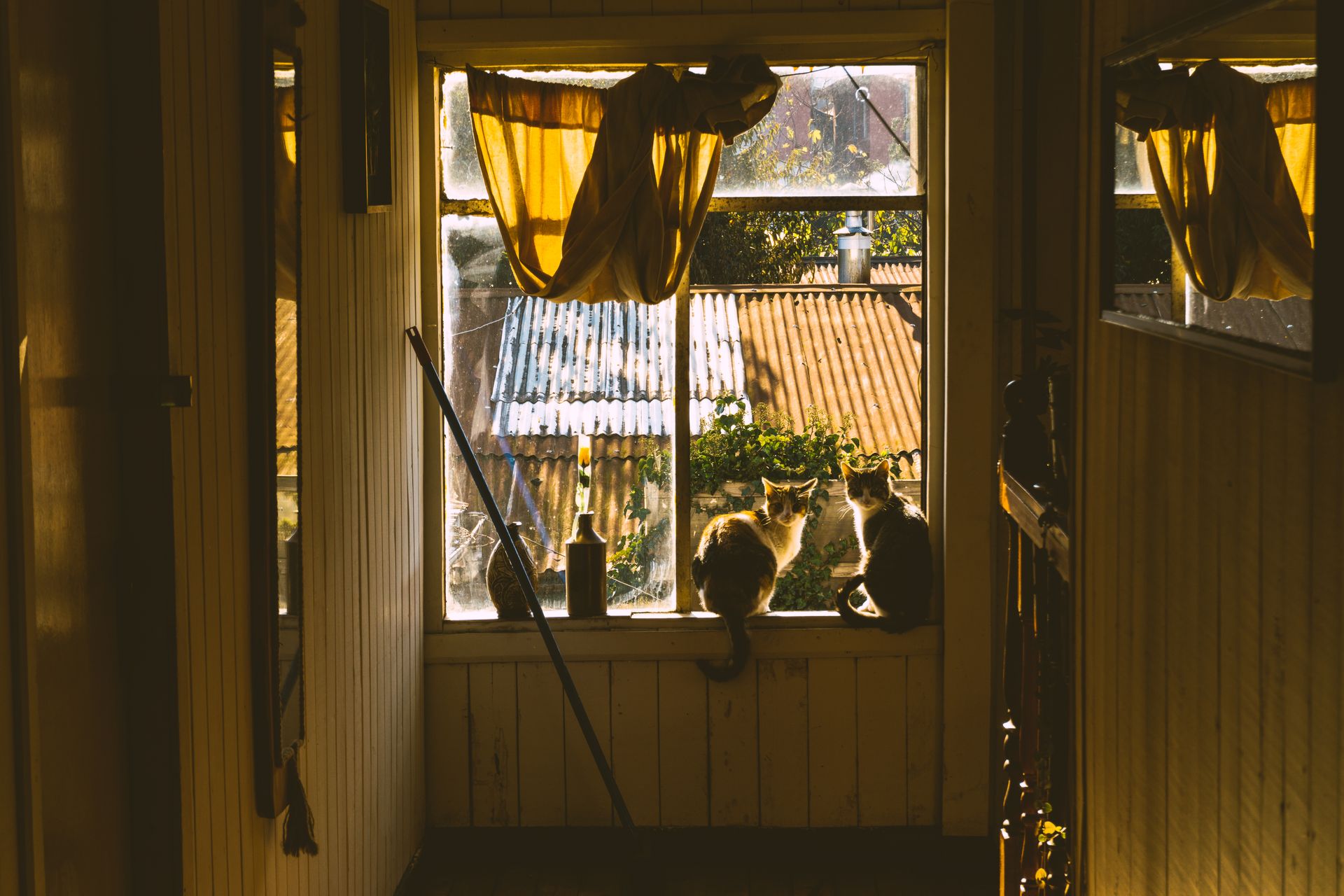 Cats on Window in Room