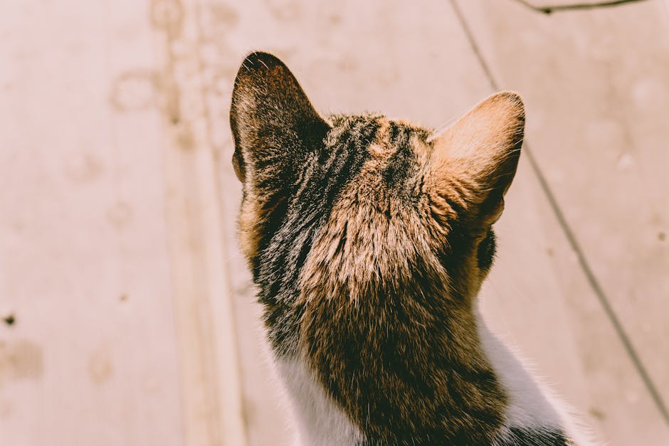 how to remove a tick from a cat