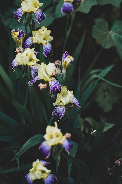 Foto stok gratis belukar, bunga iris, bunga-bunga