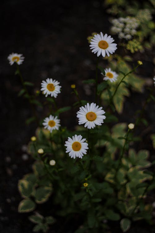 Free Beautiful White Chamomile Flowers in the Garden Stock Photo
