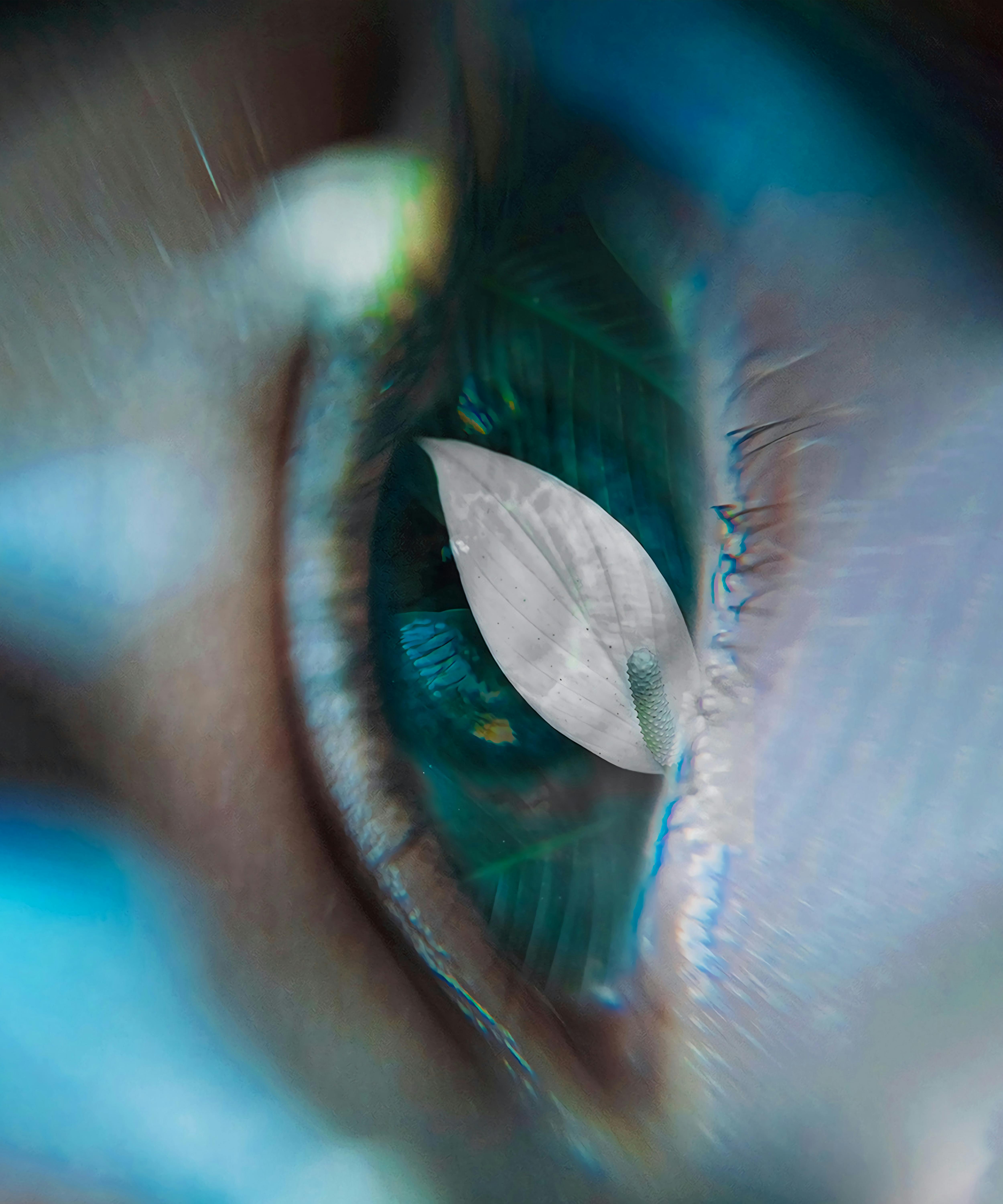 Artistic close-up of an eye reflecting a leaf, blending nature and human elements creatively.
