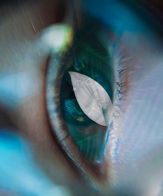 Artistic close-up of an eye reflecting a leaf, blending nature and human elements creatively.