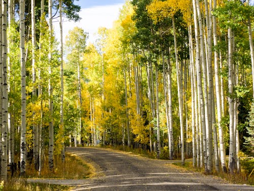 Road through Forest