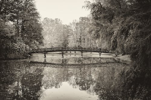 Free Бесплатное стоковое фото с деревья, лес, мост Stock Photo