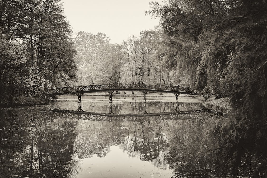 Immagine gratuita di alberi, bianco e nero, fiume