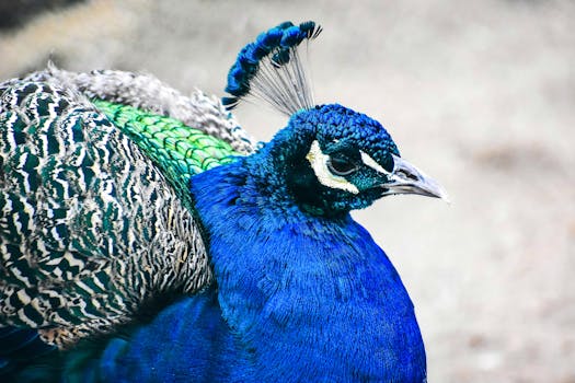 Intricate and colorful peacock feathers showcasing natural beauty and elegance.