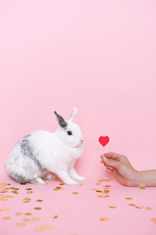 Rabbit in a Pink Studio 