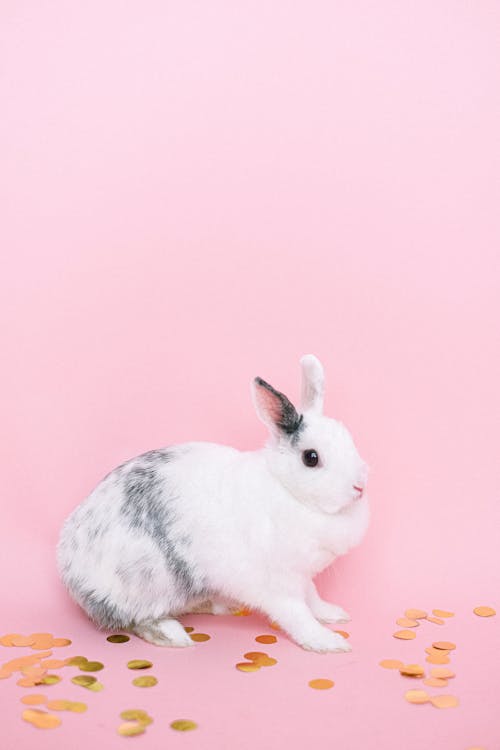 Lapin Blanc Sur Surface Rose