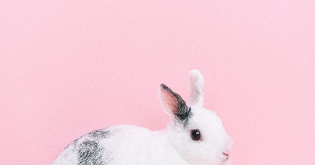 Pink Rabbit Jpeg Rabbit on Pink Surface · Free Stock Photo