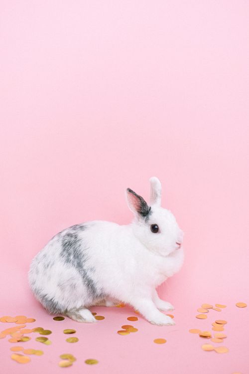Pink Rabbit Jpeg Rabbit on Pink Surface · Free Stock Photo