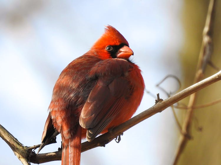 Red Bird On Brown Tree Branch