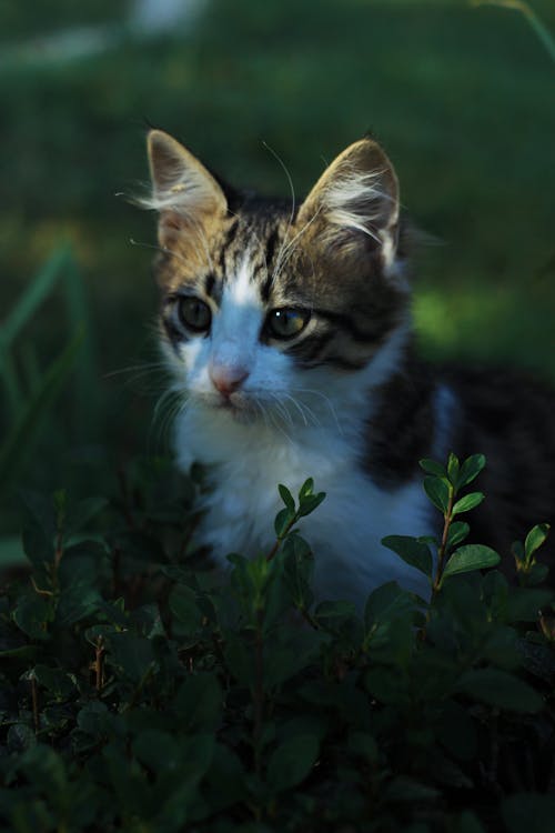 White and Brown Tabby Kitten Near Green Plants