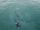 orcas