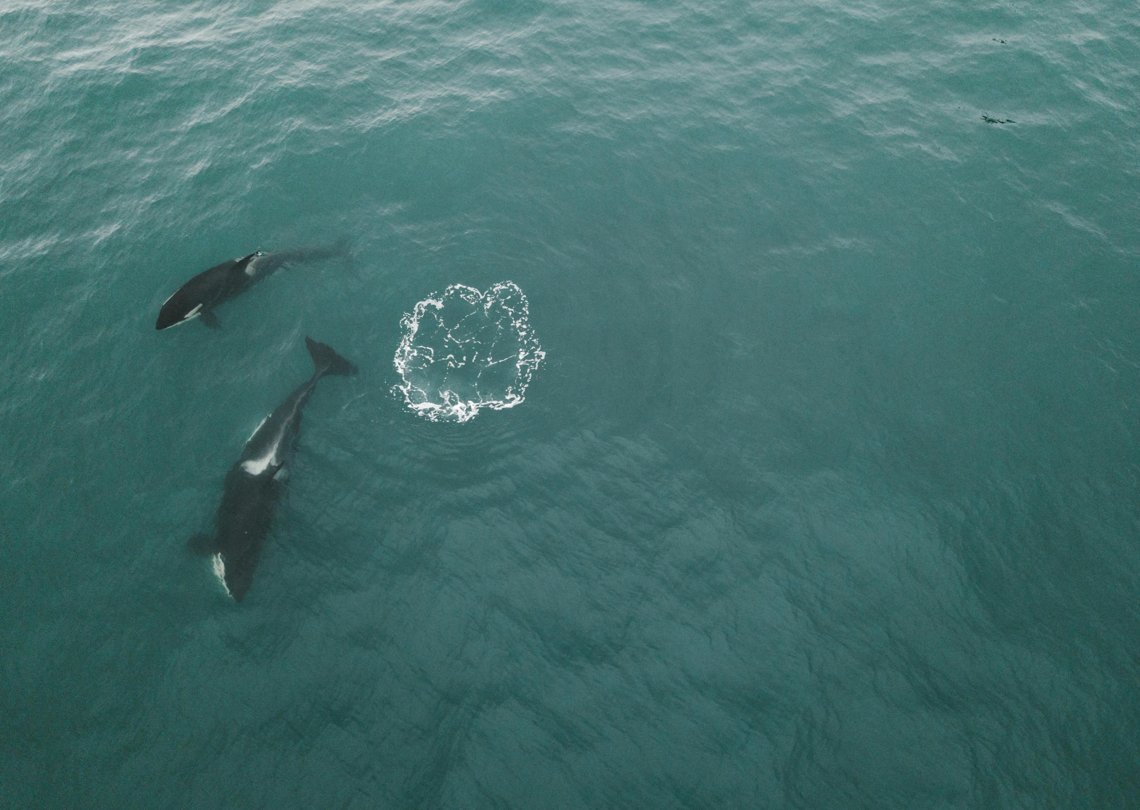 Aerial photograph of two orcas swimming gracefully in the open sea.