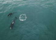 Dolhpins Swimming in Sea