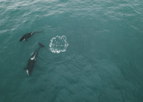 两只虎鲸在公海中优雅地游动，被空中拍摄下来