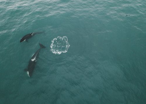 Free Aerial photograph of two orcas swimming gracefully in the open sea. Stock Photo