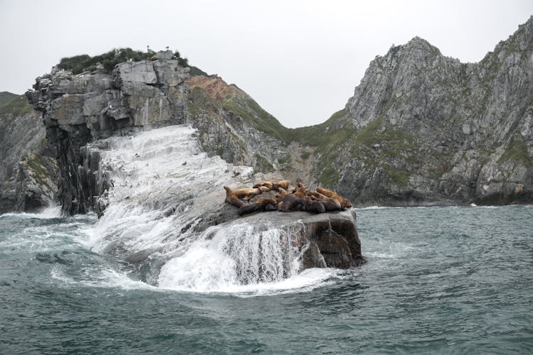 Seals Resting On Rocks
