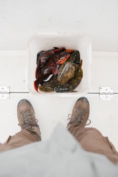 船甲板上，一个白色水桶里装着新鲜捕获的鱼