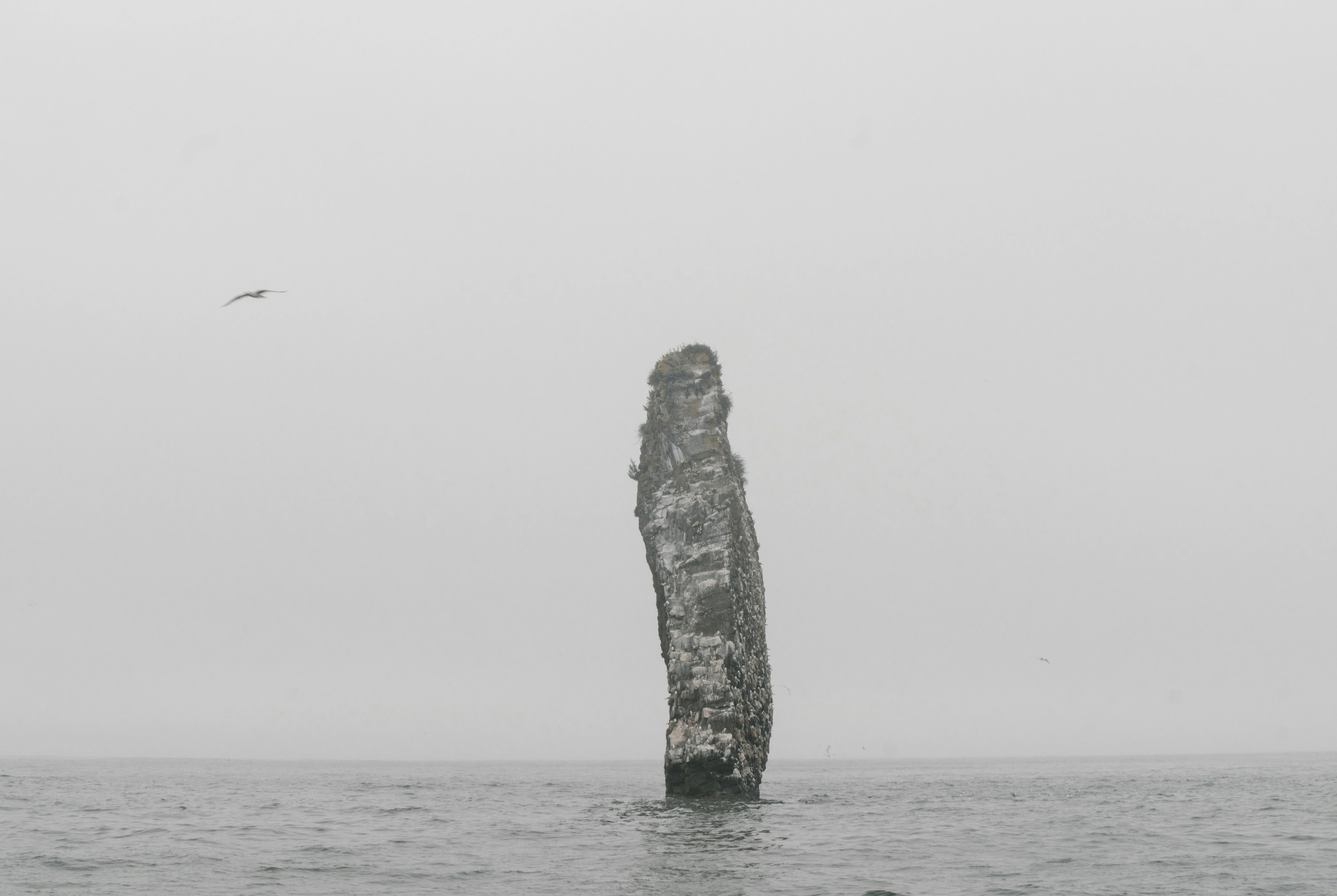 Camanchaca: Hidrología, Fisiología Vegetal y Horticultura Sostenible en Zonas Áridas Costeras