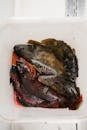Black and Red Fish on White Plastic Container