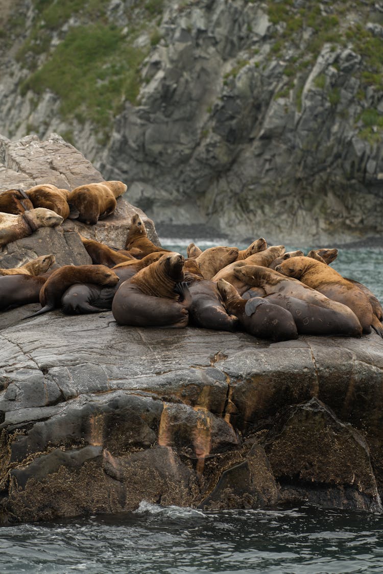 Seals On Rocks