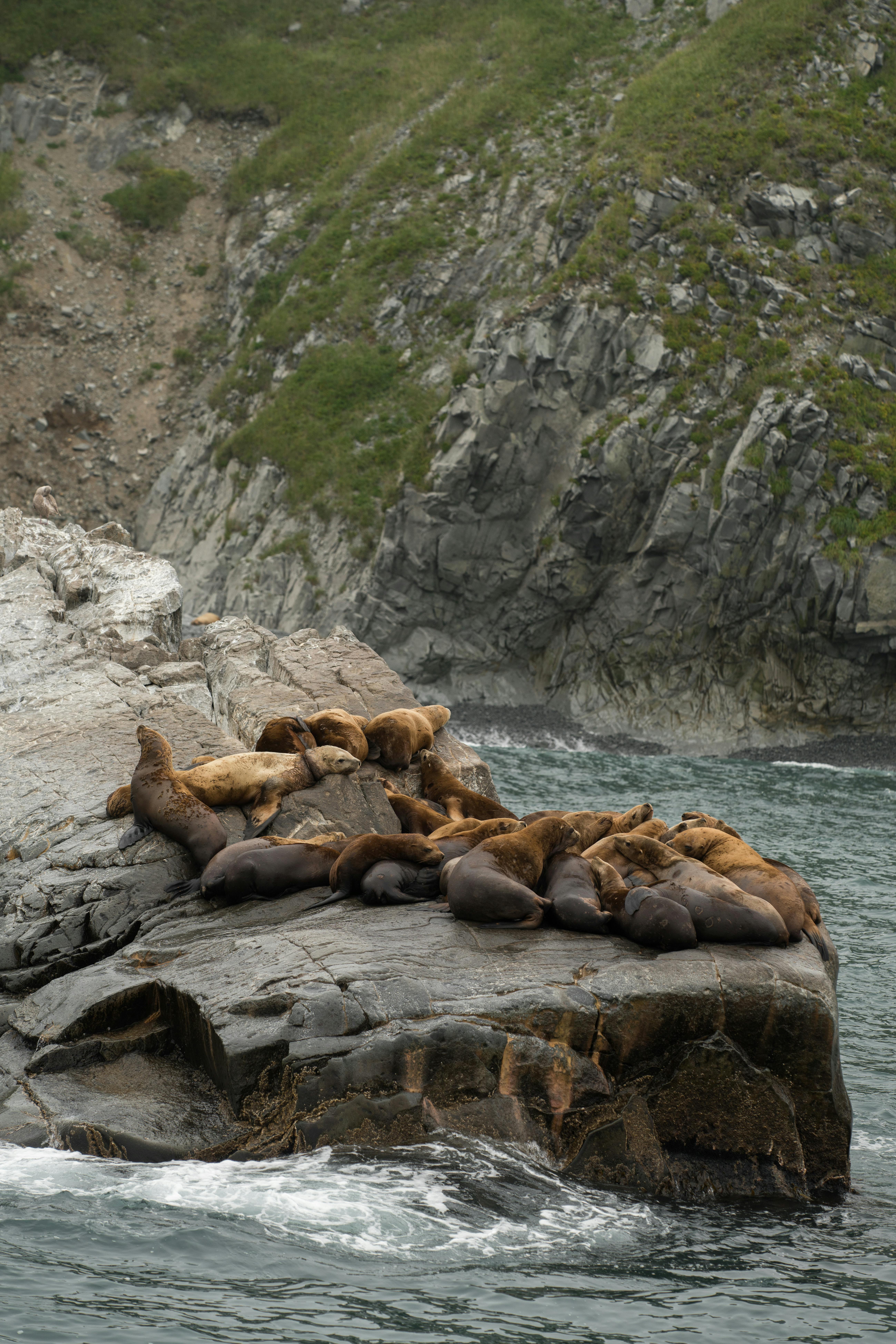 一群斯特勒海狮在悬崖环绕的海边岩石上晒太阳