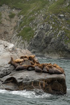 一群斯特勒海狮在悬崖环绕的海边岩石上晒太阳